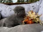 Bibi - Scottish Fold Cat For Sale - Syracuse, NY, US