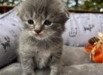 Simba - Scottish Fold Cat For Sale - Syracuse, NY, US