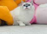 Kiki sold - Ragdoll Cat For Sale - Ontario, CA, US