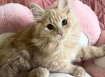 Marigold - Maine Coon Cat For Sale - Manchester Township, NJ, US