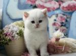 Vitek - British Shorthair Cat For Sale - Norwalk, CT, US