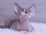 N - Devon Rex Cat For Sale - Philadelphia, PA, US