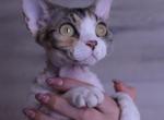 Lolita - Devon Rex Cat For Sale - Philadelphia, PA, US