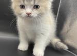 Ashes - Scottish Straight Cat For Sale - Tampa, FL, US