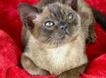 Zima Clearmalt - Burmese Cat For Sale - ID, US