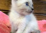 Blu MoxSaige - Siamese Kitten For Sale - Wellsville, OH, US
