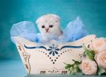 King kitten - Scottish Fold Kitten For Sale - Hollywood, FL, US