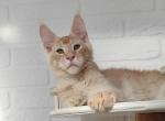 Wizard - Maine Coon Cat For Sale - Hollywood, FL, US