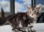 Botagoz - Maine Coon Cat For Sale - Hollywood, FL, US