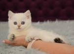 Zemfira - Brazilian Shorthair Cat For Sale - Hollywood, FL, US