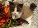 Beautiful babies - Ragdoll Kitten For Sale - 