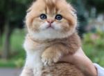 Theo - Scottish Fold Cat For Sale - Levittown, PA, US