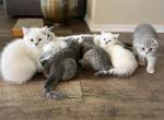 Scottish fold and Straight kittens - Scottish Fold Cat For Sale - Shorewood, IL, US