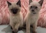 Ellie & Jack's second litter - Siamese Cat For Sale - Ypsilanti, MI, US