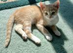 Ginger - Domestic Cat For Sale - Barto, PA, US