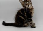 Demetra - Maine Coon Cat For Sale - Norwalk, CT, US