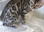 BENGAL KITTEN EXOTIC LEOPARDO - Bengal Kitten For Sale - Hoffman Estates, IL, US