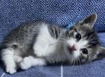 THE LoVe KaTz - Munchkin Kitten For Adoption - 