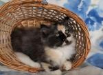 Munchkin ragdoll Black Tortie Girl - Munchkin Cat For Sale - Glendale, AZ, US