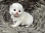 Henry - Ragdoll Kitten For Sale - Ocala, FL, US