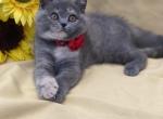 Tanya - Scottish Straight Cat For Sale - North Richland Hills, TX, US