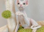 White Girl 2 - Devon Rex Cat For Sale - Fontana, CA, US