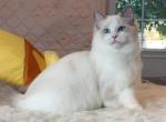 999Blue Bicolor Boy - Ragdoll Cat For Sale - Fontana, CA, US