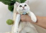 Silver Shaded Boy - British Shorthair Cat For Sale - Fontana, CA, US