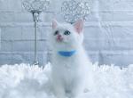 White - British Shorthair Cat For Sale - Fairfax, VA, US