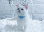 White - British Shorthair Cat For Sale - Fairfax, VA, US