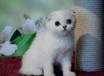 Ferrari - Scottish Fold Kitten For Sale - NY, US