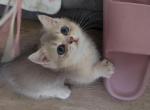 Willow - Munchkin Cat For Sale - Chino, CA, US