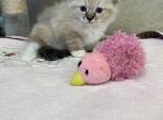 Fiona - Ragdoll Kitten For Sale - Freeburg, PA, US