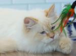 West CFA certified - Siberian Cat For Sale - Ashburn, VA, US