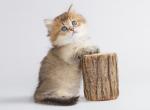 Life Star - Munchkin Cat For Sale - Hollywood, FL, US