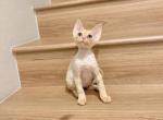 Orange Pointed Boy - Devon Rex Cat For Sale - Fontana, CA, US