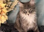 Maine Coon Tiger Girl - Maine Coon Cat For Sale - Wisconsin Rapids, WI, US