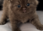 British Shorthair Chocolate male is available - British Shorthair Kitten For Sale - Clearwater, FL, US