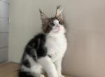 Beethoven - Maine Coon Cat For Sale - NY, US