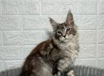 Ares - Maine Coon Cat For Sale - NY, US