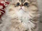 pooneh and paria - Persian Kitten For Sale - Glendale, CA, US