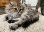 Female Scottish Fold - Domestic Kitten For Sale - Rancho Santa Margarita, CA, US