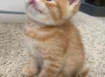 Scottish Straight Male - Domestic Kitten For Sale - Rancho Santa Margarita, CA, US