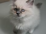 Mittens - Ragdoll Kitten For Sale - Richardson, TX, US