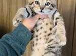 Bengal female Kitten - Bengal Cat For Sale - Beach Park, IL, US