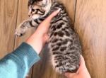 Bengal male Kitten 1 - Bengal Cat For Sale - Beach Park, IL, US