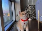 Minnie - British Shorthair Cat For Sale - Fairfax, VA, US