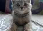 Barbie Grey - Scottish Straight Cat For Sale - Shorewood, IL, US