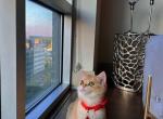 Minnie - British Shorthair Cat For Sale - Gaithersburg, MD, US