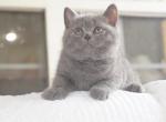 Leo - Scottish Straight Cat For Sale - Nashville, TN, US